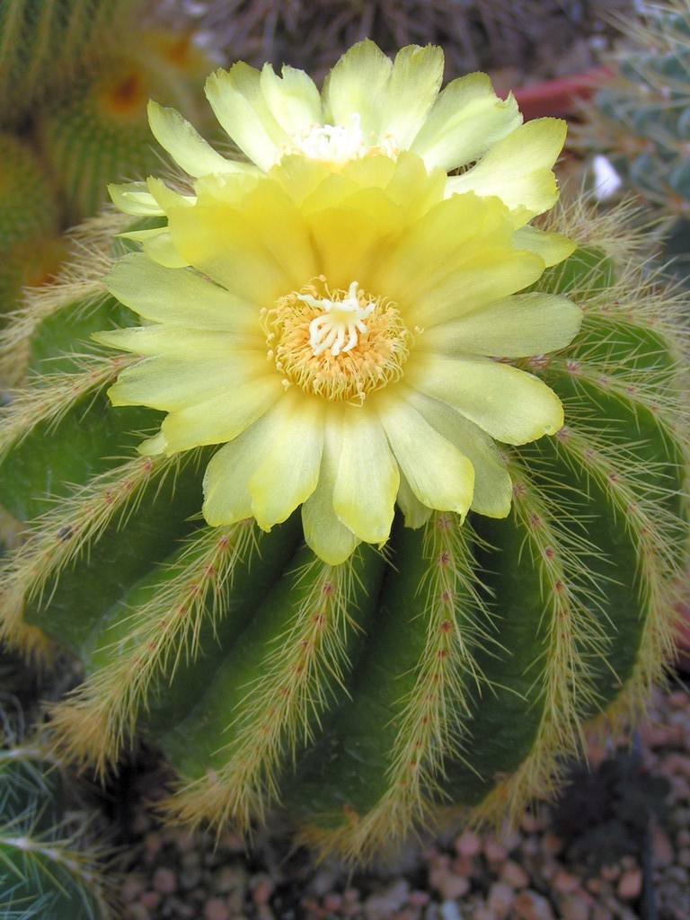 Eriocactus warasii